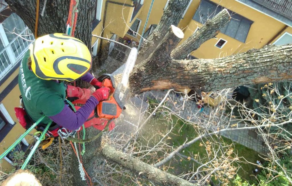 Baumabtragung durch Baumschnitt Wien